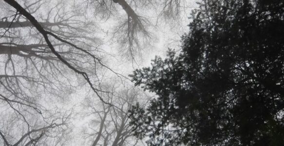 Chiome delle Foreste: Soluzioni Naturali contro il Cambiamento Climatico